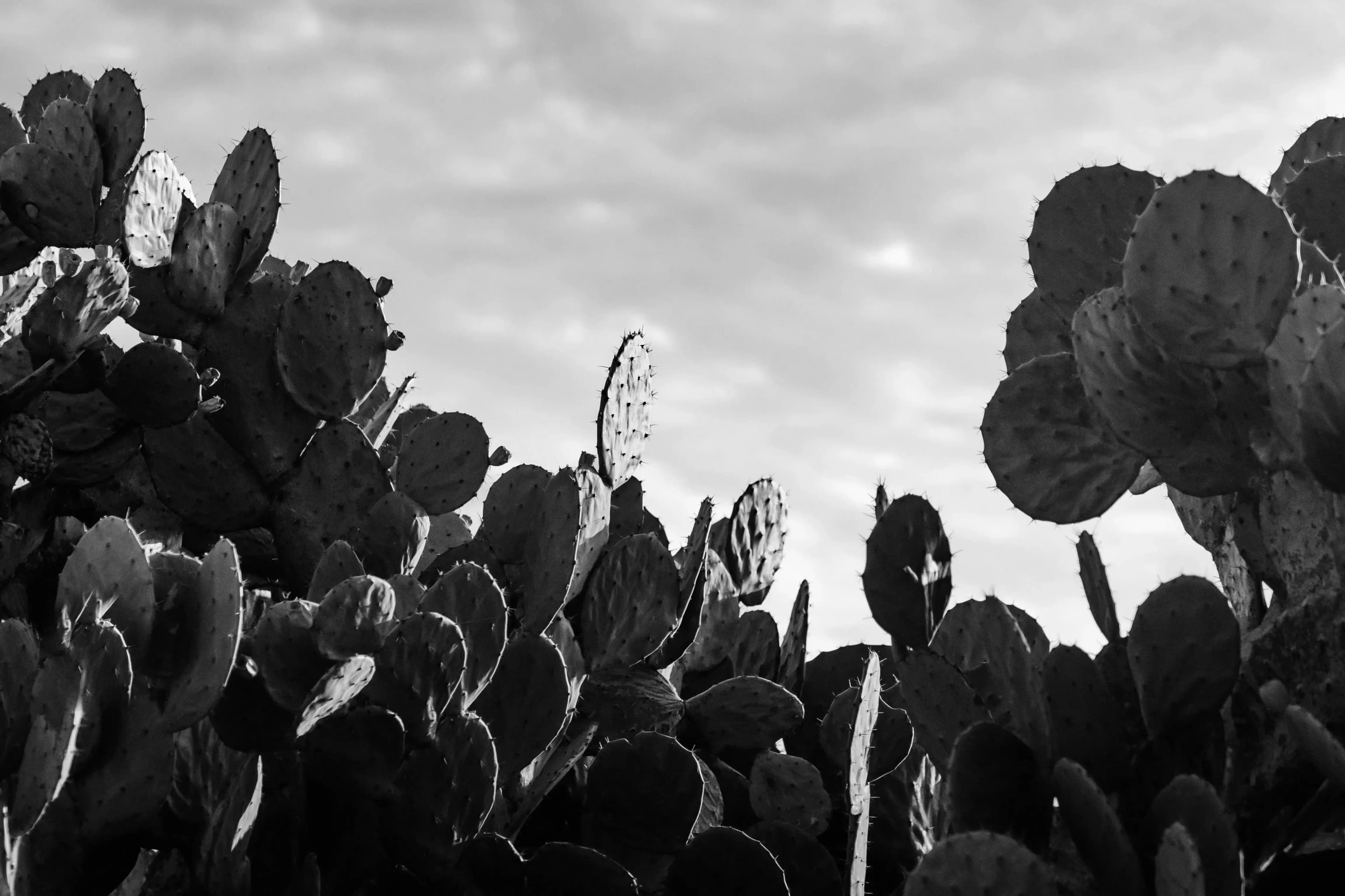 Background landscape